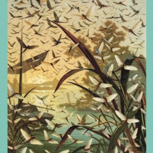 Mayfly Season